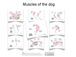 Epaxial muscle dog