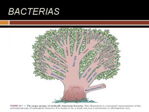 BACTERIAS BACTERIAS BACTERIA BACTERIAS BACTERIAS TINCIN DE GRAM