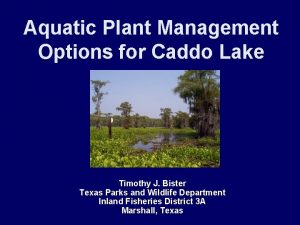 Aquatic Plant Management Options for Caddo Lake Timothy