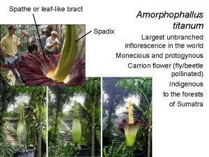 Spathe or leaflike bract Spadix Amorphophallus titanum Largest