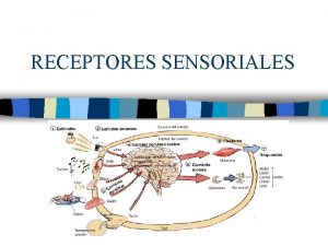 Los receptores sensoriales