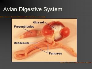 Avian digestive system