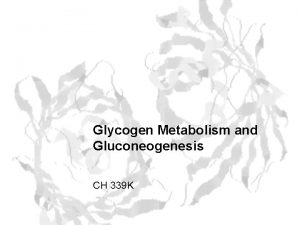 Glycogen Metabolism and Gluconeogenesis CH 339 K Glycolysis