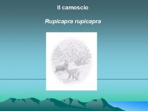 Il camoscio Rupicapra rupicapra CLASSE Mammiferi ORDINE Artiodattili