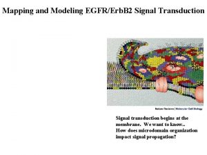 Mapping and Modeling EGFRErb B 2 Signal Transduction