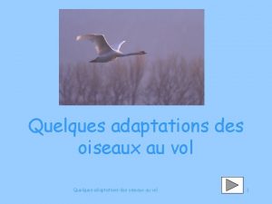 Quelques adaptations des oiseaux au vol 1 Sommaire