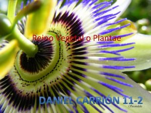 El reino vegetal incluye organismos El reino vegetal incluye organismos