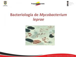 Bacteriologa de Mycobacterium leprae Mycobacterium leprae Orden Actinomycetales