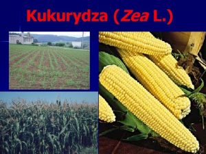 Ziarniaki kukurydzy mogą różnić się
