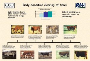 Body Condition Scoring of Cows BCS at calving