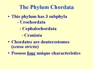 Phylum chordata