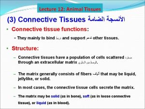 Lecture 12 Animal Tissues 3 Connective Tissues Connective