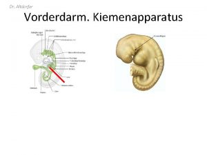 Dr Altdorfer Vorderdarm Kiemenapparatus Abfaltung vordere hintere Darmpforte