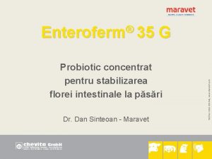 G Probiotic concentrat pentru stabilizarea florei intestinale la