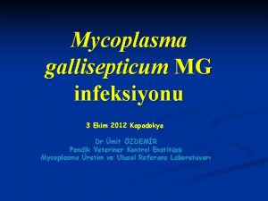 Mycoplasma gallisepticum MG infeksiyonu 3 Ekim 2012 Kapadokya