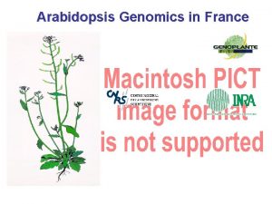 Arabidopsis Genomics in France Systematic functional analysis from