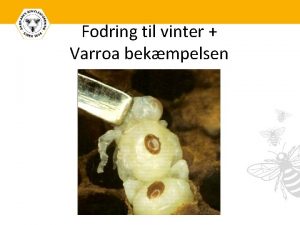 Fodring til vinter Varroa bekmpelsen Fodring til vinter