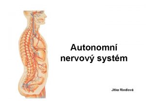 Autonomn nervov systm Jitka Riedlov Autonomn nervov systm