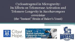 Cycloastragenol in Microgravity Its Effects on Telomerase Activation