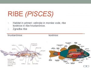 Zgradba ribe