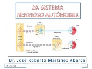 Sistema toracolumbar y craneosacro