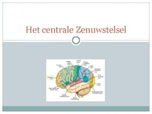 Het centrale Zenuwstelsel Centrale ZS De grote hersenen