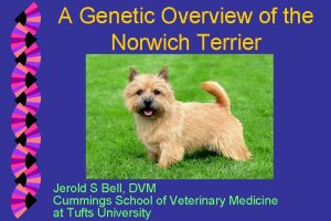 Norwich terrier upper airway syndrome