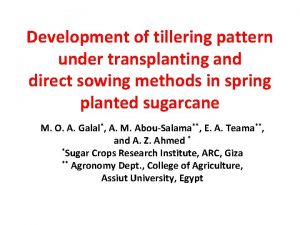 Development of tillering pattern under transplanting and direct