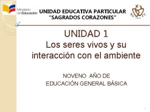 Organizador grafico de los animales invertebrados Organizador grafico de los animales invertebrados