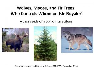 Wolves Moose and Fir Trees Who Controls Whom