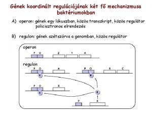 Gnek koordinlt regulcijnak kt f mechanizmusa baktriumokban A