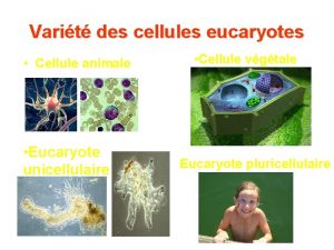 Eucaryote unicellulaire