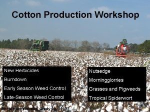 Cotton Production Workshop New Herbicides Nutsedge Burndown Morningglorries