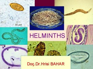 HELMINTHS Do Dr Hrisi BAHAR HELMINTHS The helminths