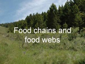 Food chains and food webs We Are Learning
