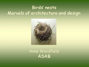 Birds nests Marvels of architecture and design Anne