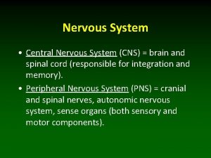 Nervous System Central Nervous System CNS brain and