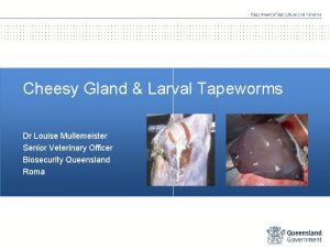 Cheesy Gland Larval Tapeworms Dr Louise Mullemeister Senior