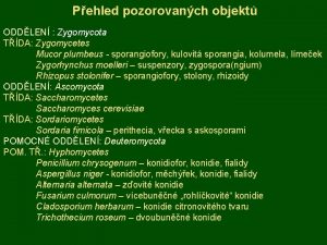 Pehled pozorovanch objekt ODDLEN Zygomycota TDA Zygomycetes Mucor