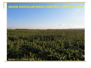 GRAIN SORGHUM WEED CONTROL UPDATE 2014 Berrien Co