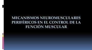 Huso neuromuscular