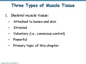 Three Types of Muscle Tissue 1 Skeletal muscle