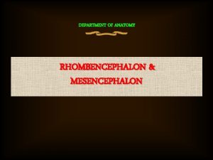 Mesencephalon