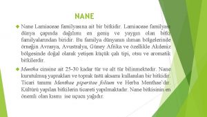 Nane familyası