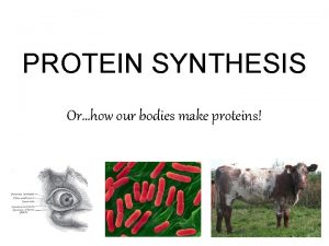 PROTEIN SYNTHESIS Orhow our bodies make proteins What