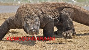 KOMODONVARAANI Varanus komodoensis YLEIST Komodonvaraani on maailman suurin