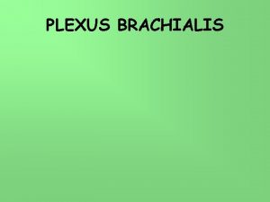 Fasciculus posterior plexus brachialis