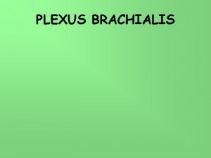 PLEXUS BRACHIALIS Nervus spinalis Plexus brachialis C 4