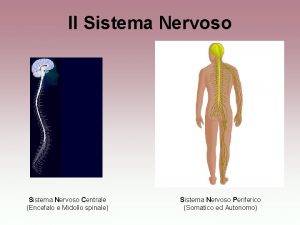 Il Sistema Nervoso Centrale Encefalo e Midollo spinale