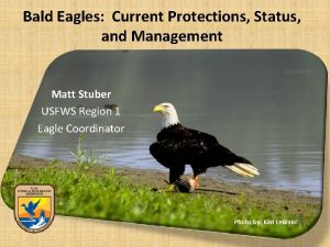 Bald Eagles Current Protections Status and Management Matt